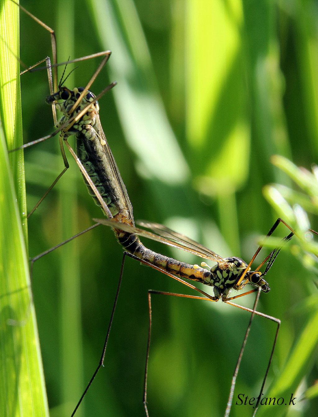 Nephrotoma sp. (Tipulidae)